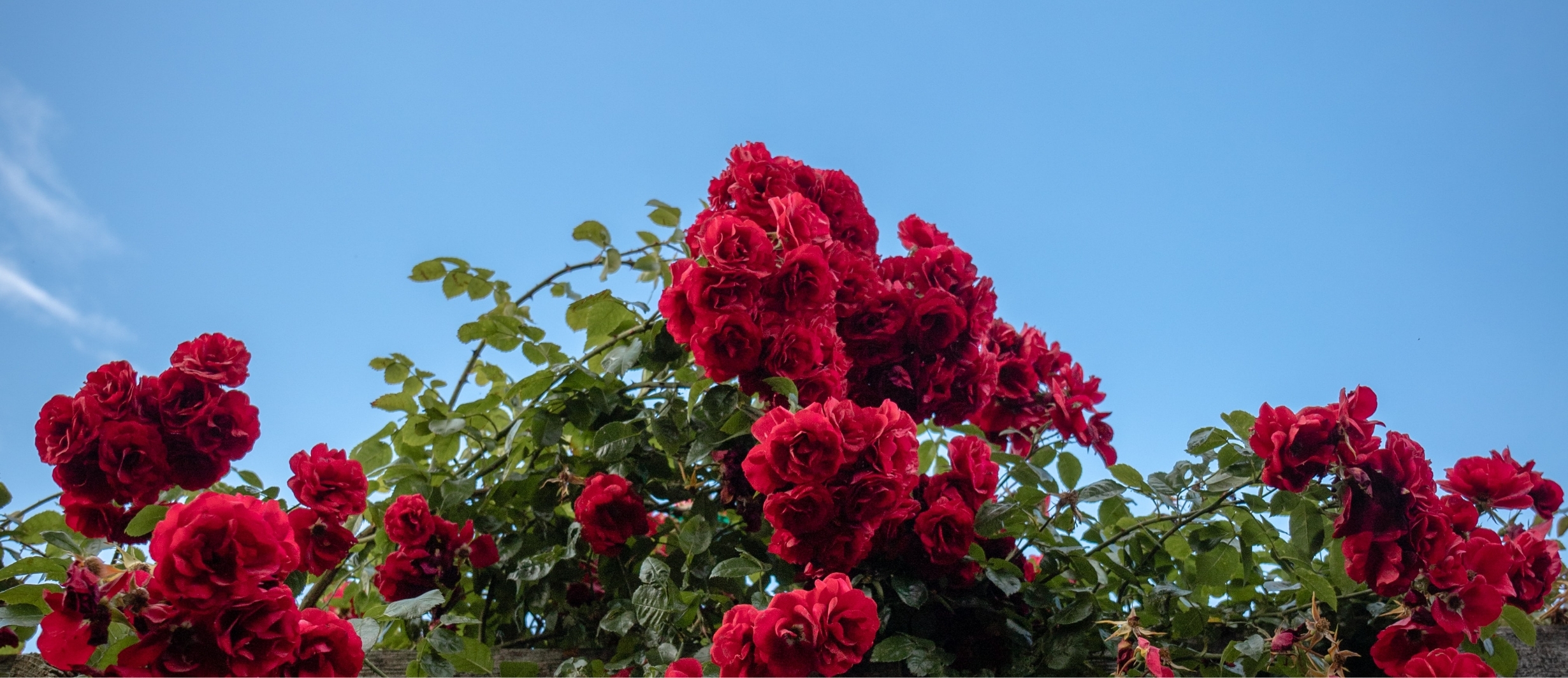 Roses De La Côte D’émeraude